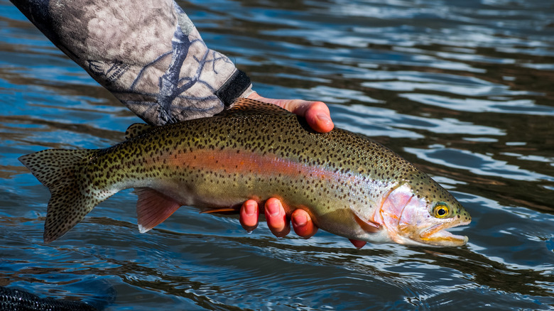 A man holds a rainbow trout