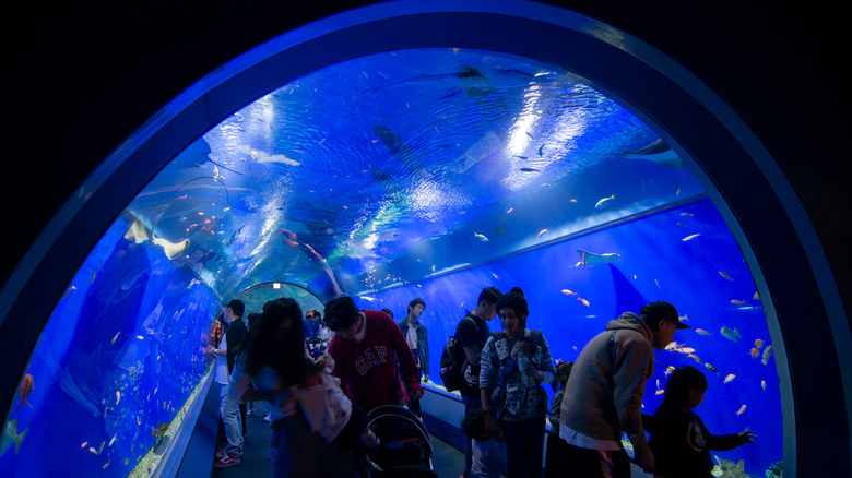 aquarium tunnel display