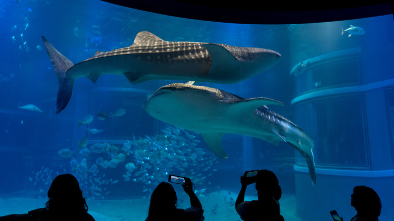 swimming whale sharks