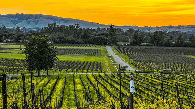 vineyard in Sonoma