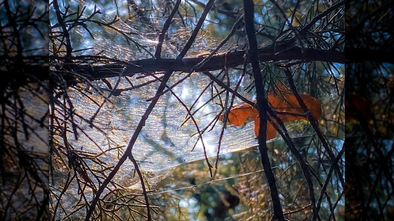 Spider webs covering branches