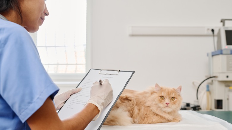 Vet writing entry in health record