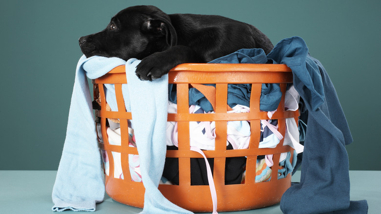 dog on laundry basket