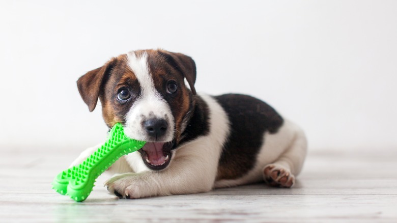 puppy chewing a bone toy
