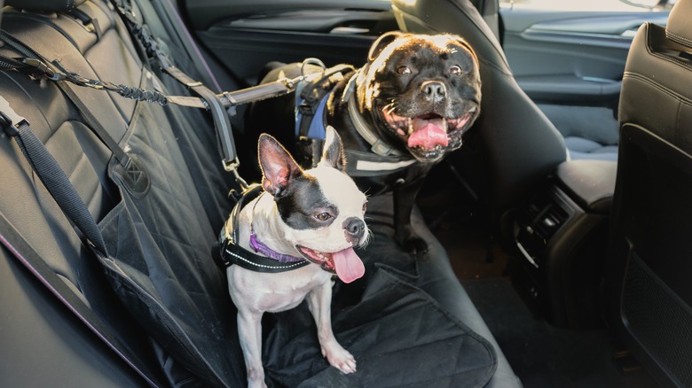 car harness gear for dogs