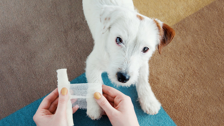 bandaging a dog's paw