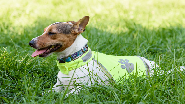dog wearing reflective vest