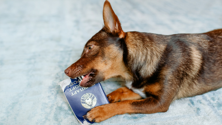 A dog chewing on a Belarusian passport