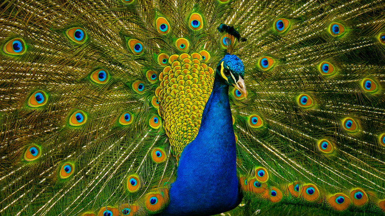 A peacock displaying its colorful plumage