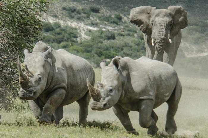 Photos Of Rhinos In The Wild