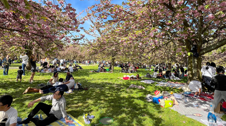 People picnicking under cherry blossoms