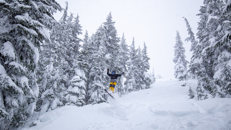 Person skiing through trees