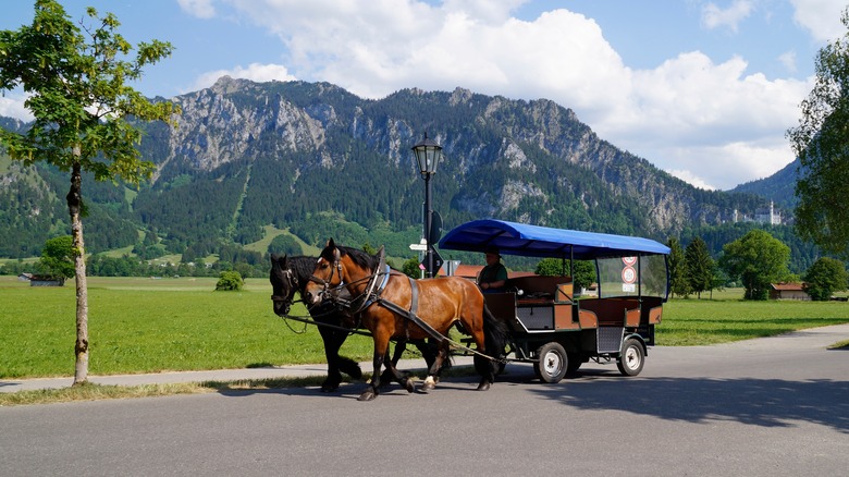 Neuschwanstein Castle horses