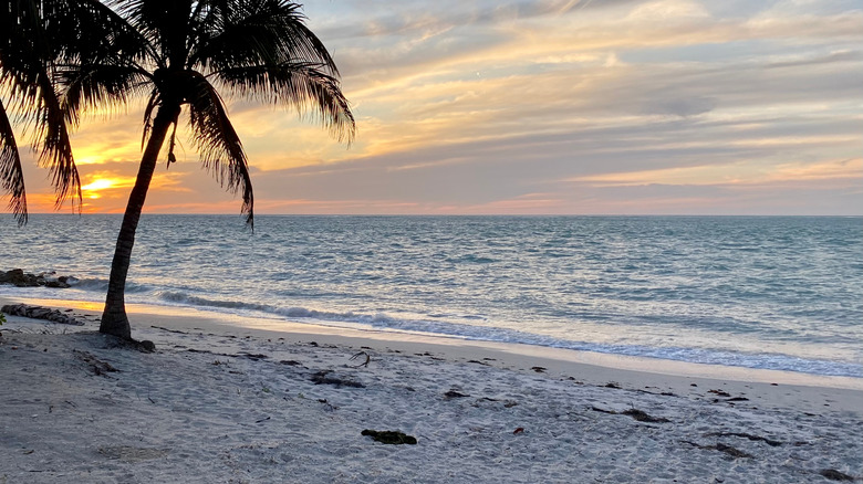 Beach sunset palm tree