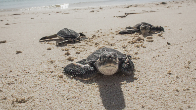 Baby turtles on a beach in Mexico