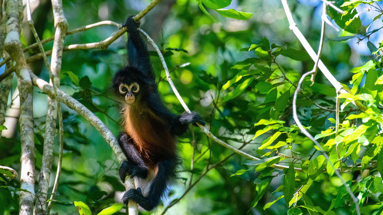 Monkey at Corcovado National Park