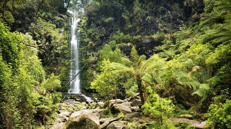 Pretty waterfall in the rainforest