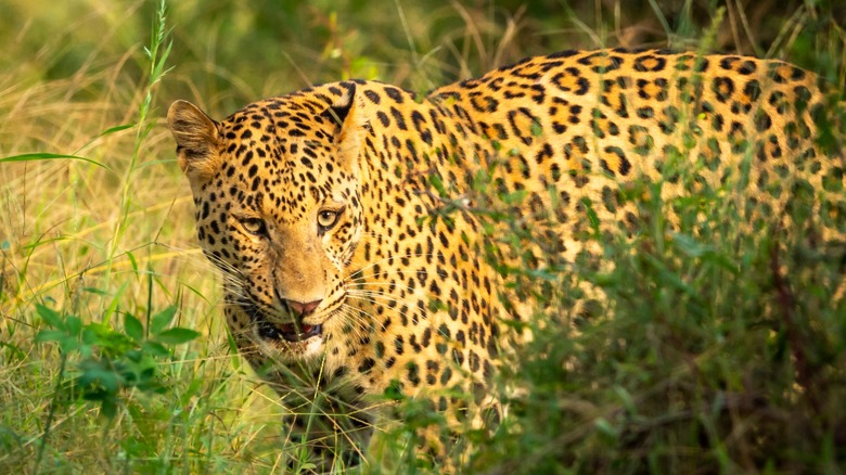 Leopard in the grass