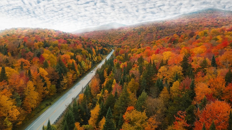 Road surrounded by fall foliage