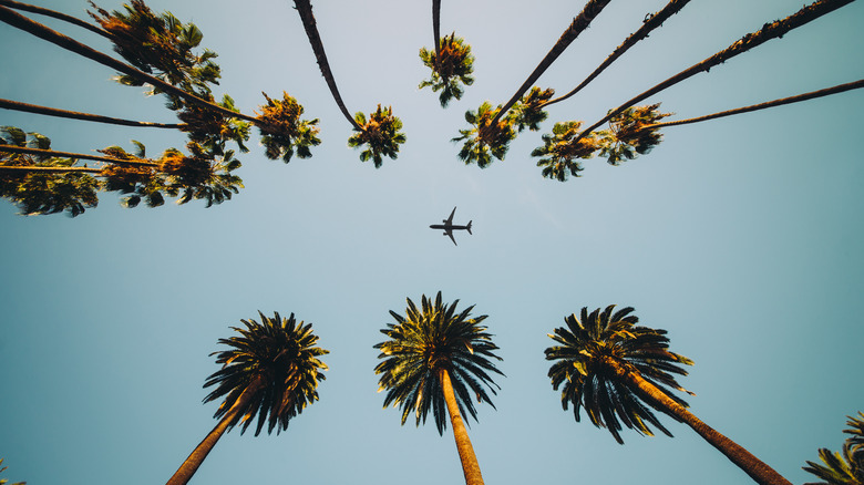 View of palm trees and aircraft