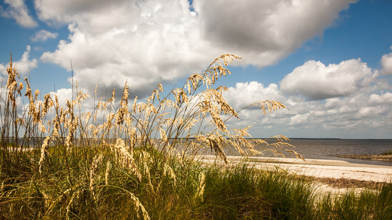 dunes against beach