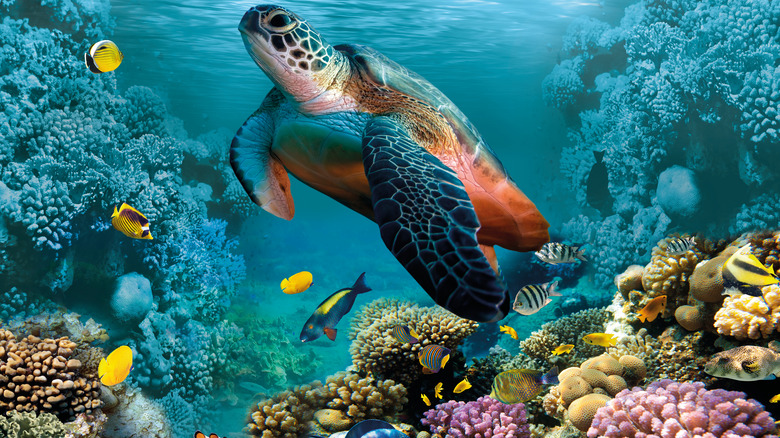Turtles near stunning corals