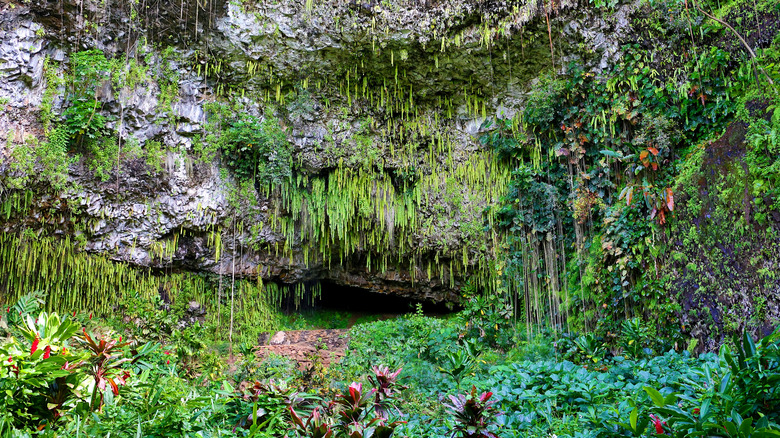 Wailua River Fern Grotto, Kauai