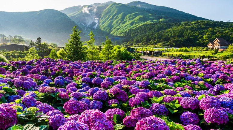 Purple flower patch