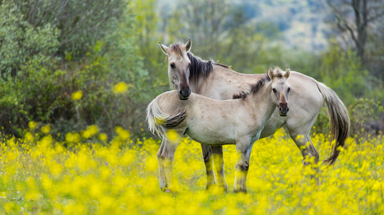 Sorraia horses in a meadow 