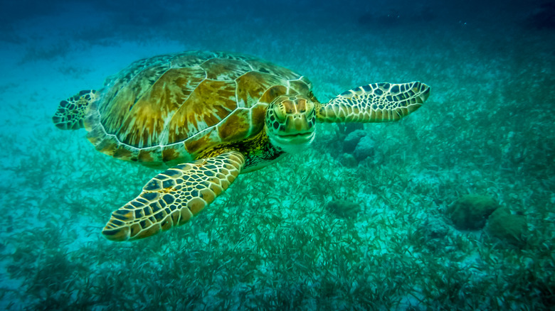 Turtle swimming in Belize