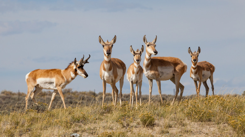 A group of pronghorn antelope graze on the plains