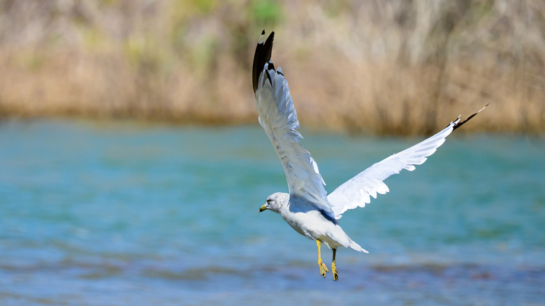 A gull flies over the water on Lake Meredith