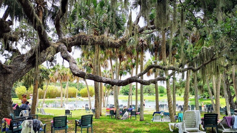 Enveloping trees at Warm Mineral Springs Park