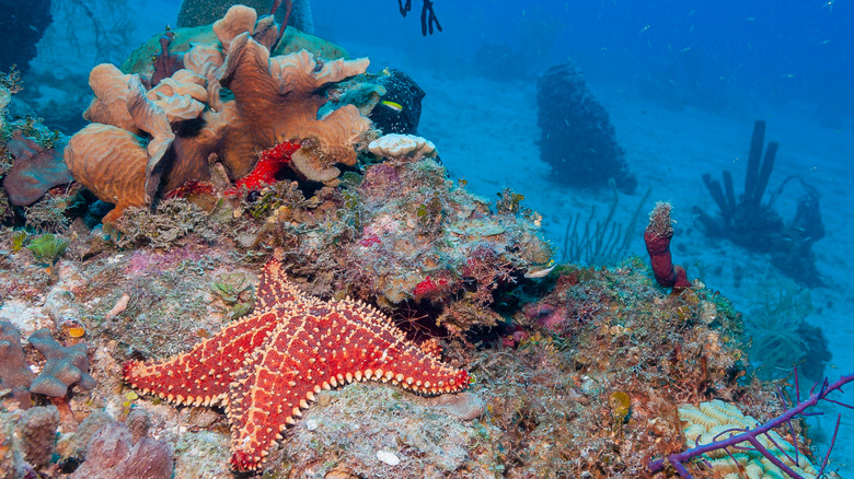 Coral reef and starfish