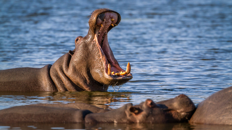 Hippo opening jaws in lake 