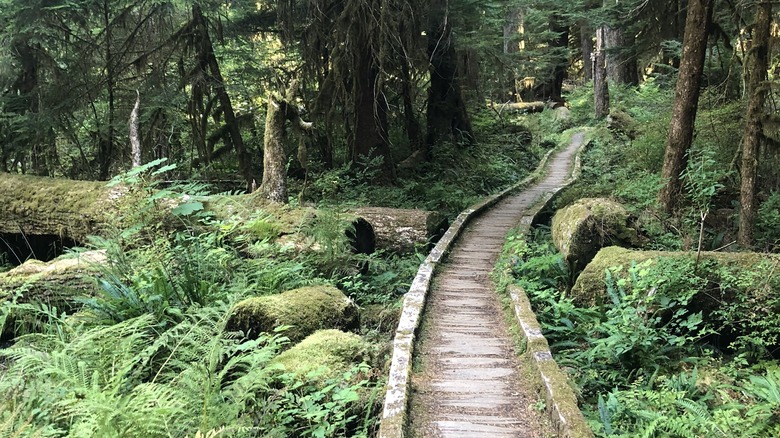 Lover's Lane trail in Olympic National Forest