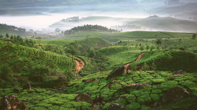 Green hills of tea plantation