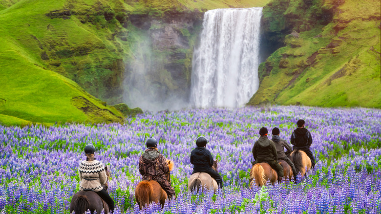 Tourists riding horses in Iceland