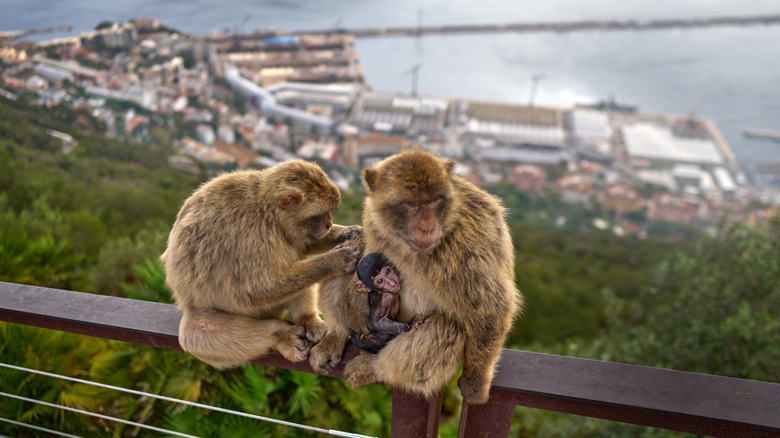 Barbary monkeys at the Rock of Gibraltar.