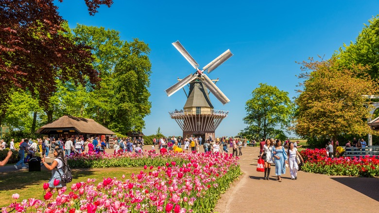 Keukenhof windmill tulips crowds