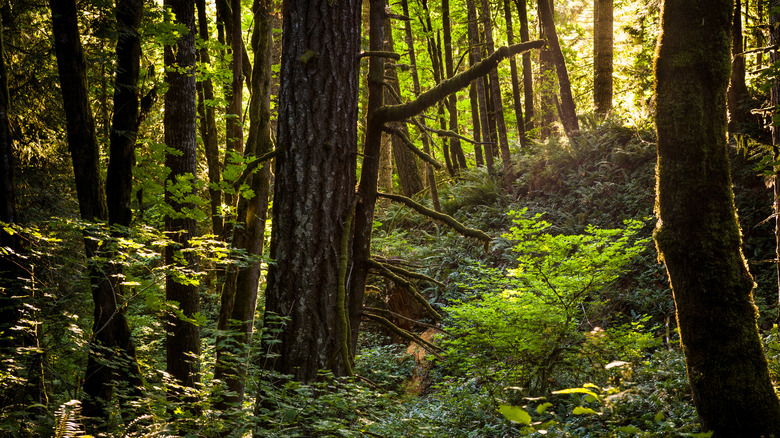 forest at Stub Stewart Park