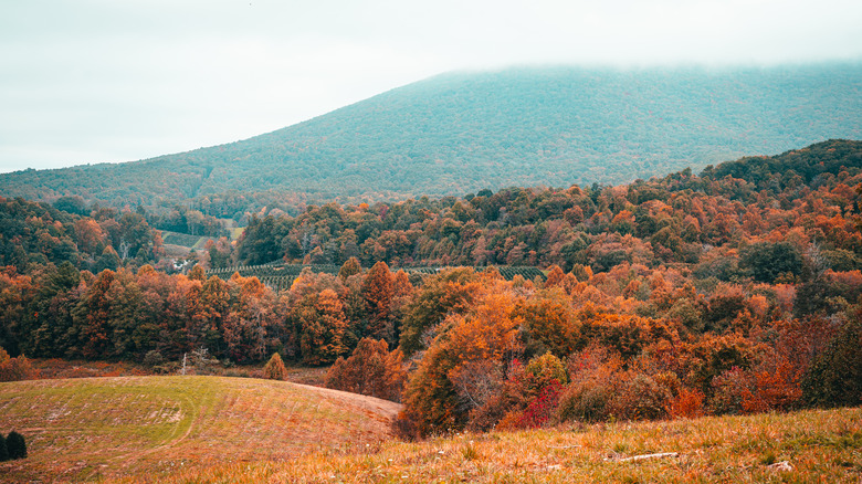 Virginia highlands in fall colors