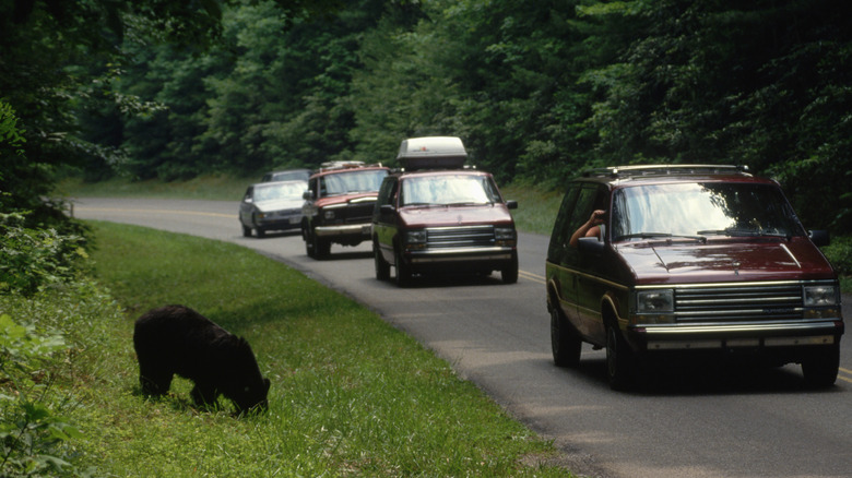 Black bear on the side of the road in Smoky Mountains National Park