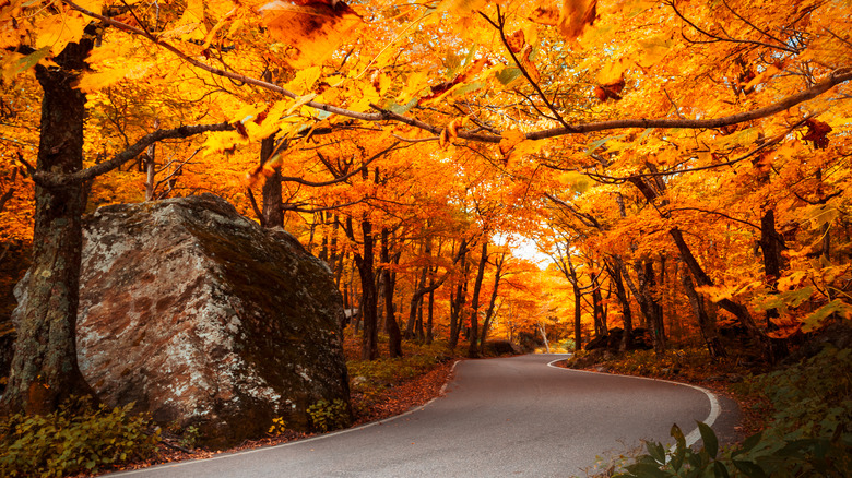 scenic road in Vermont