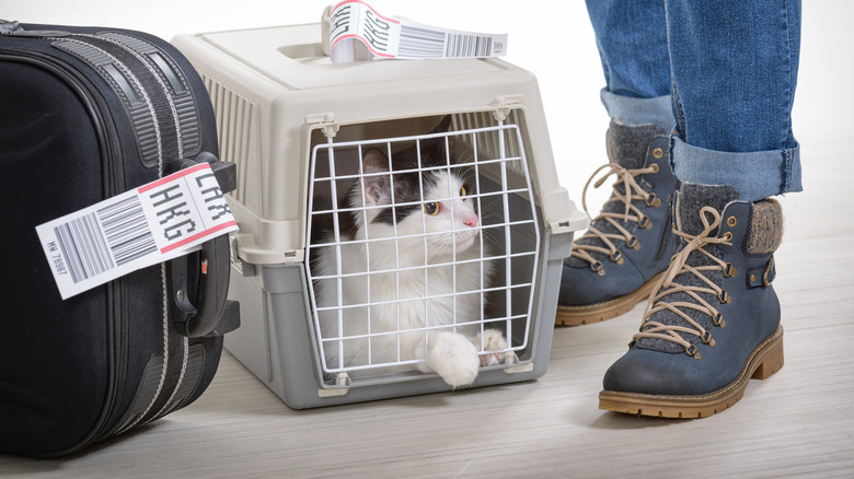 Cat in carrier at airport