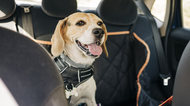 Dog in harness in car