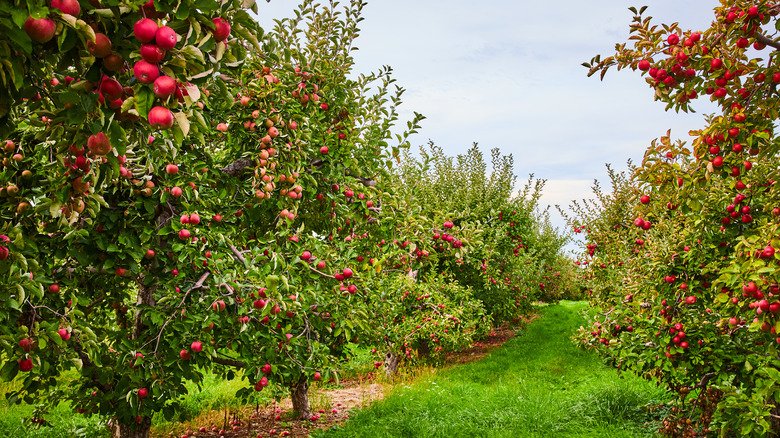 New Hampshire apple orchard