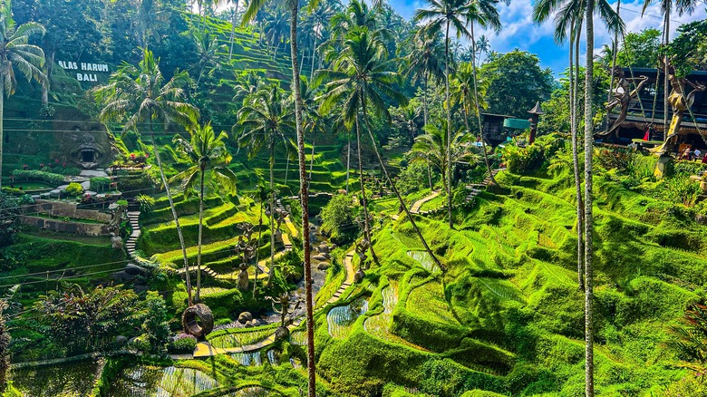 Ceking Rice Terrace Bali, Indonesia