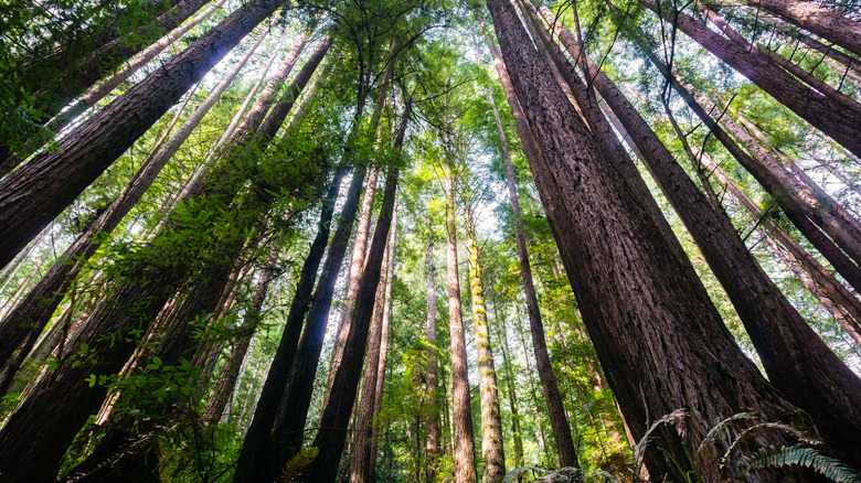 redwood forest trees