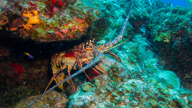lobster in a reef